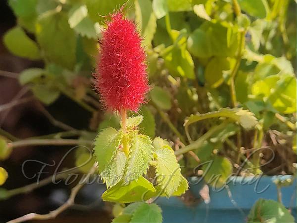 Dwarf Cat Tail